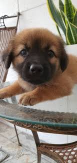 This weekend, malaysian dogs deserve better (mddb) will be hosting a special christmas brunch for humans and furry friends alike to rejoice in the holiday season and show gratitude to their selfless supporters. Photos These Tiny Puppies In Pj Need A Home Here S How You Can Help