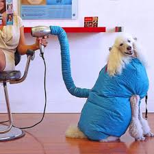 The hair dryer dries your hair by speeding up the evaporation of water from the hair's surface. Pet Bathing Drying Clothes Puff Dog Dryer Pet Grooming Hair Blower Cat Force Heater Quick Dry After Bath Helping To Relieve The Fearfulness Of A Blow Dryer Blue Buy Online In