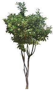 Tropical Plant Pictures Evergreen Trees Tree Photoshop Plants Plant Pictures