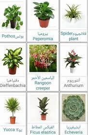 العالمية مسار تصادمي تتطور أنواع أشجار الزينة بالصور guillotinpoilvet com