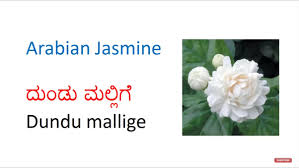 We did not find results for: What Are The Names In Kannada For Different Flowers Quora