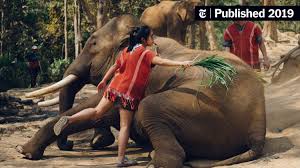 In Thailand, You Can Ride an Elephant ...