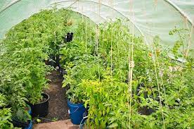 • how many cucumber plants can you plant in a 5 gallon bucket? How To Grow Perfect Peppers Tomatoes In A 5 Gallon Bucket Urban Organic Gardener