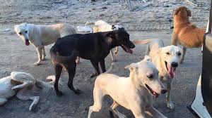 Nobody else comes looking for it, and you get a new best friend! Petition Mr Mohammad Sharif Save Stray Dogs Of Bahrain Please Adopt Don T Kill Change Org