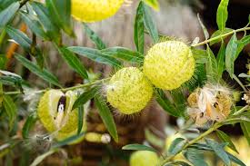 Image result for Gomphocarpus physocarpus