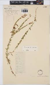 Image result for Pearsonia aristata