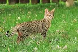 Kucing bengal biasa disebut juga dengan blacan. Mirip Dengan Macan Tutul Kucing Savannah Dihargai Rp 350 Juta Halaman All Kompas Com