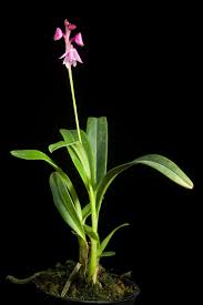 Image result for Polystachya