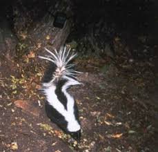 If your dog has been sprayed by a skunk, be sure. How Does Tomato Juice Make Skunk Smell Go Away Science Questions With Surprising Answers