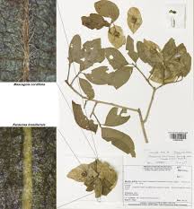 Image result for Triaspis hypericoides