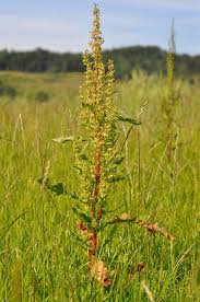 Image result for Rumex crispus