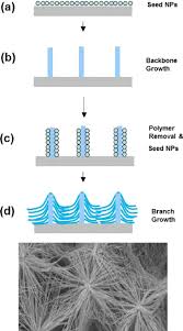 The initial container should allow for enough room that the roots fill less than half of the pot, and repotting should take place once the root system exceeds this amount. Hierarchical Nano Weeping Willow Tree Growth Process And Sem Picture Download Scientific Diagram