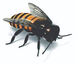 Check spelling or type a new query. Facts About Bees Bee Habits And Behaviors Orkin