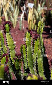 Image result for Euphorbia mossambicensis