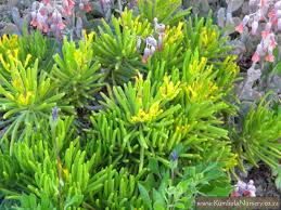 Image result for Senecio barbertonicus