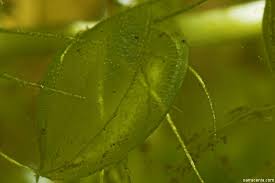 Image result for Aldrovanda