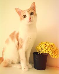 Cat Pet Lad Yellow