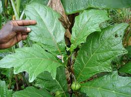 Image result for Solanum macrocarpon