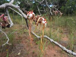 Image result for Strophanthus eminii