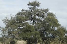 Image result for Acacia welwitschii