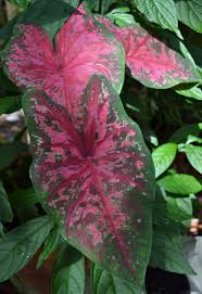 Lance Whorton Caladium May Blooms