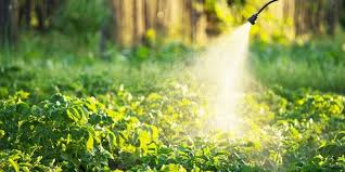How much i have to invest. Uk Potato Growers Lose Vital Pest Control Product Potato Business
