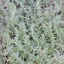 Image result for Dysphania pumilio