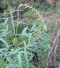 Image result for Crotalaria lanceolata