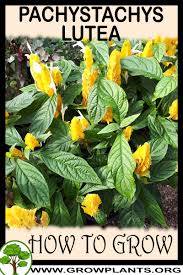 Image result for Pachystachys