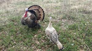 Wild turkey poults are very mobile, even within 24 hours of hatching, and show a preference for selecting habitats which have recently been burned. Sweetgrass Fall Fire Farm