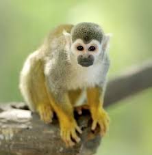 Squirrel Monkeys Genus Saimiri Squirrel Monkey Types Of Monkeys Pet Monkey