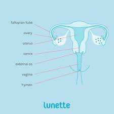 Image result for cervix position