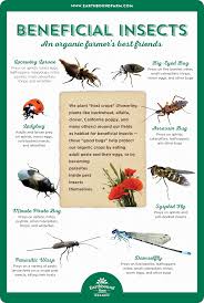 Downloads Garden Pests Beneficial Insects Garden Insects