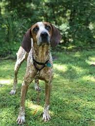Darryl Redtick Coonhound Coonhound Red Tick Coonhound Hound Dog
