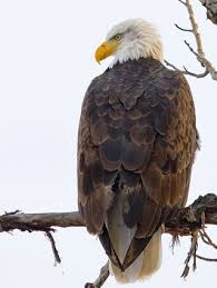 Birds That Look Like Bald Eagles Pin By Brenna Ervin On Birds Life List Bald Eagle Beautiful Birds Animals Beautiful