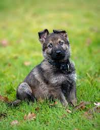 The Sable German Shepherd Explained German Shepherd Dog Hq