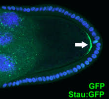 Cells are very interesting.there's a cell in that plant thats in your kitchen window, and then theres a cell thats in your dog right now. Cell Polarity Wikipedia