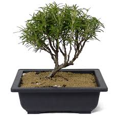 Image result for rosemary bonsai