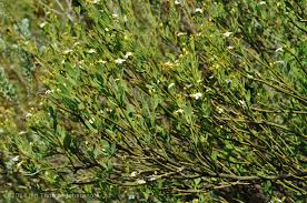 Image result for Montiniaceae