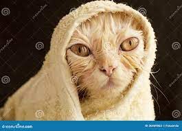 Wet kitty stock image. Image of cute, funny, humor, unhappy - 36469863
