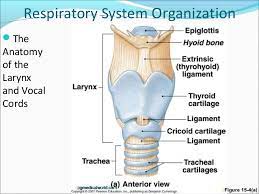 Human Anatomy Larynx Anatomy Anatomy View Royalty Free Stock Photos Anatomy Of The Abdominal Organs Lastest C Anatomy Anatomy And Physiology Respiratory System