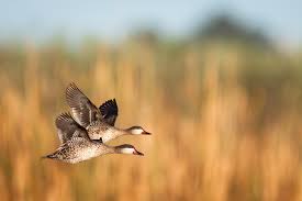 Complete player biography and stats. Wouda Interviews Local Avian Photographer Isak Pretorius