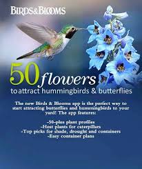 The best hummingbird nectar recipe. Hummingbird Happies How To Attract Hummingbirds Flowers That Attract Hummingbirds Hummingbird