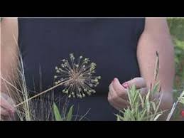 They will grow to a. Growing Plants From Seeds How To Grow Alliums From Seeds Youtube