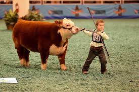 Mini Hereford Show Cows Cute Cows Show Cattle
