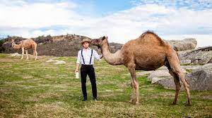 Joe biden, barack obama, hillary clinton and nancy pelosi appear to be united by more than just their membership of the american establishment. How A Saudi Entrepreneur And Amish Farmers Are Bringing Camel Milk To America Cnn