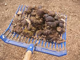 We did not find results for: Saddle Up For Equine Manure Management Ideas Manure Managermanure Manager