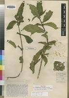 Image result for Ecbolium clarkei