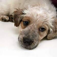 Hier sind unsere derzeitigen hunde, die noch ein neues zuhause suchen. Tierheim Berlin Tierschutz In Berlin Seit 1841 Tierheim Tiere Lustige Hunde