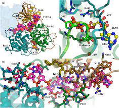 Discovery of COVID-19 Inhibitors Targeting the SARS-CoV-2 Nsp13 Helicase |  The Journal of Physical Chemistry Letters